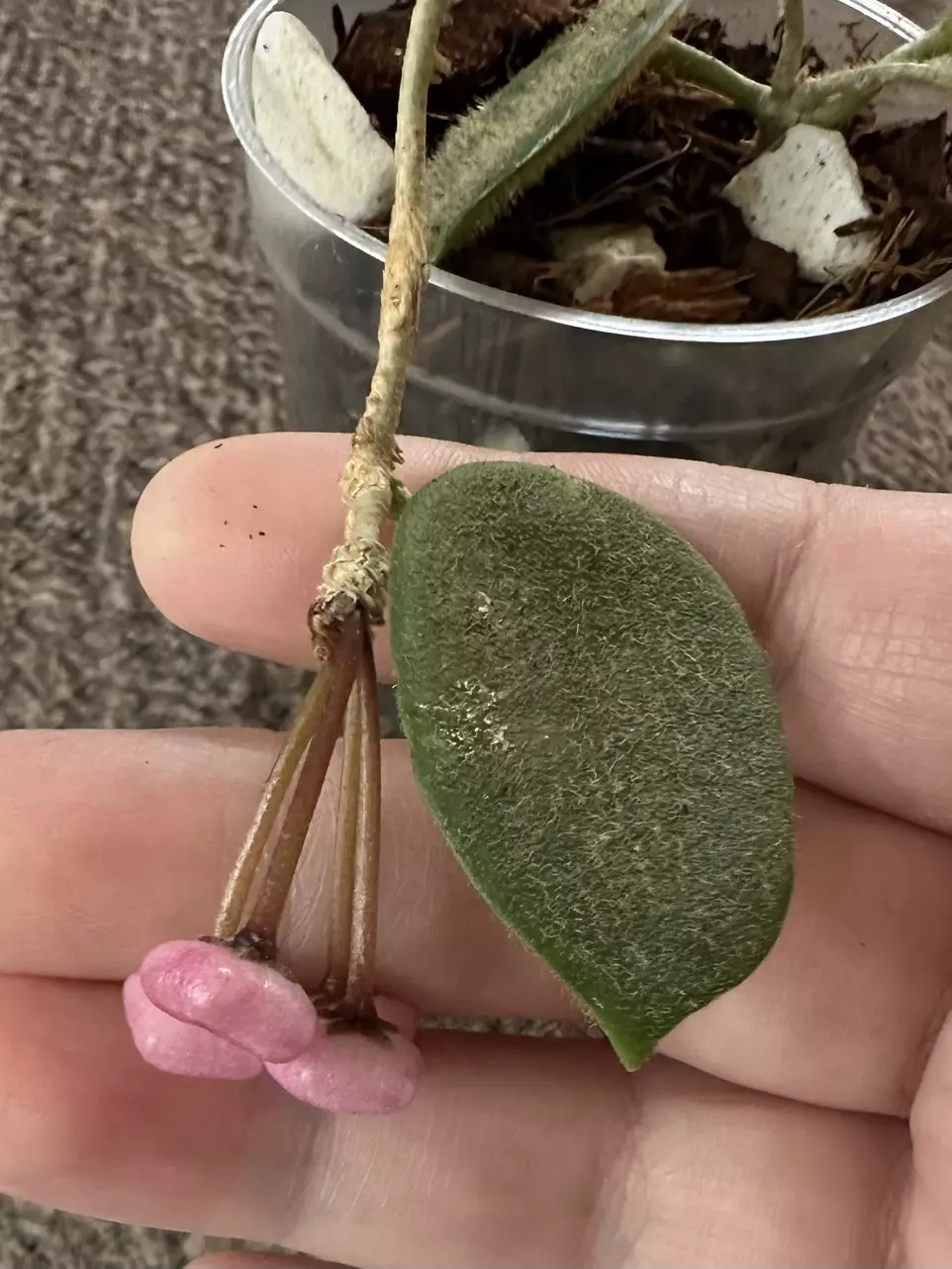 plant/Hoya Thomsonii - 2 Active Peduncles w/Blooms!-1