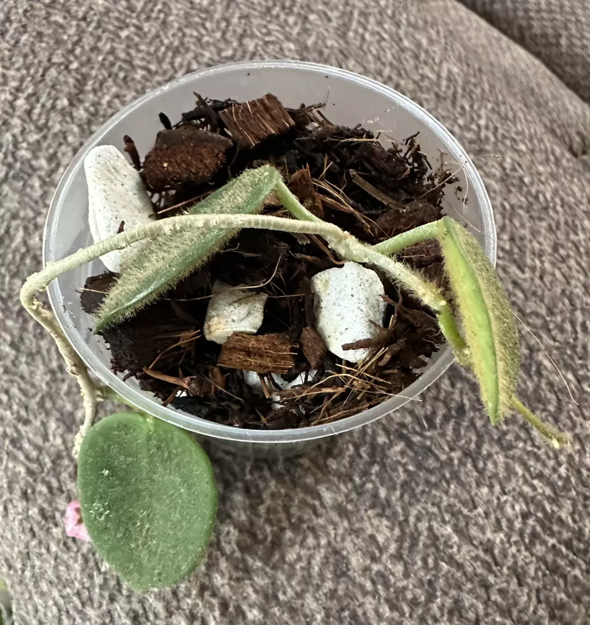 plant/Hoya Thomsonii - 2 Active Peduncles w/Blooms!-0