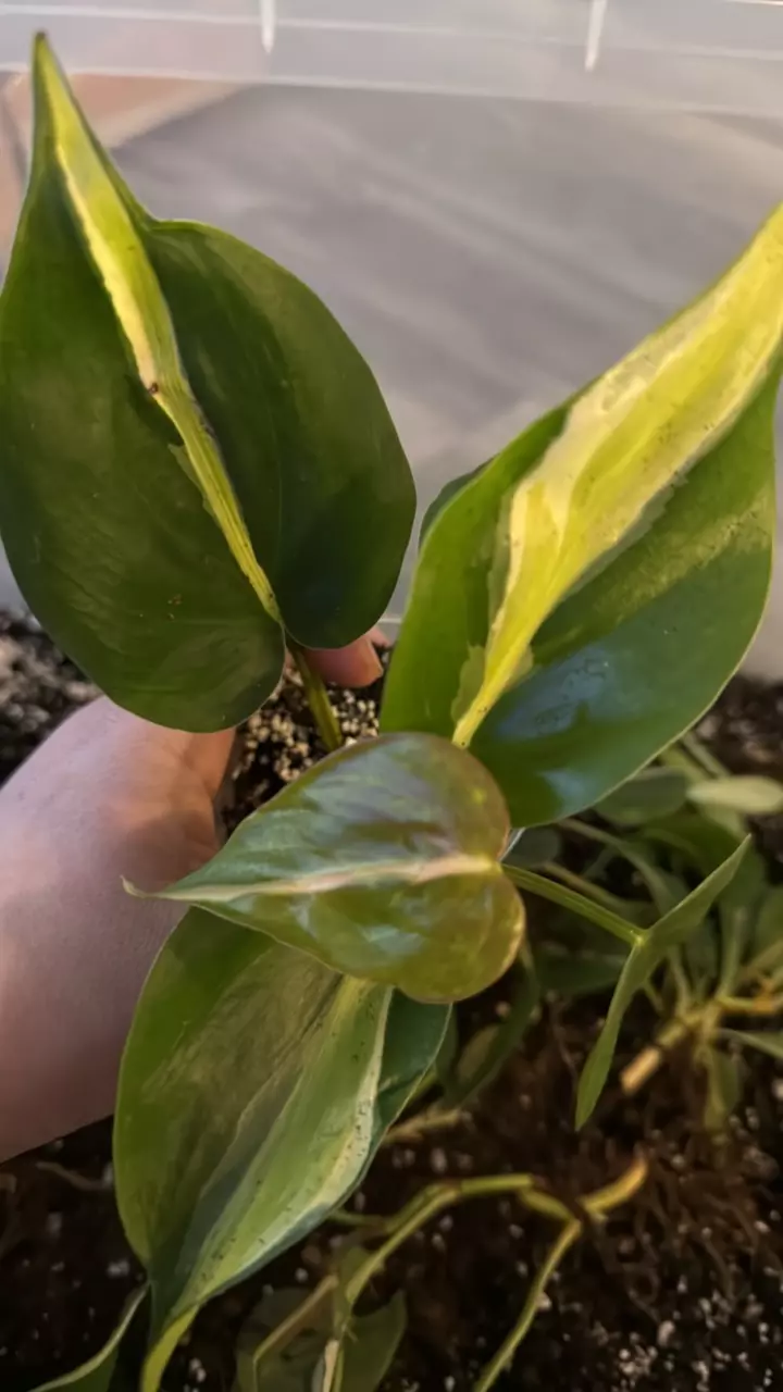 plant/Philodendron cream splash ( growers choice)-0