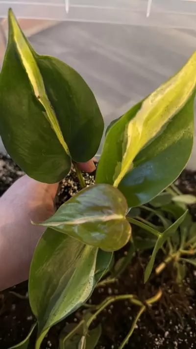 plant/Philodendron cream splash ( growers choice)-0-thumbnail