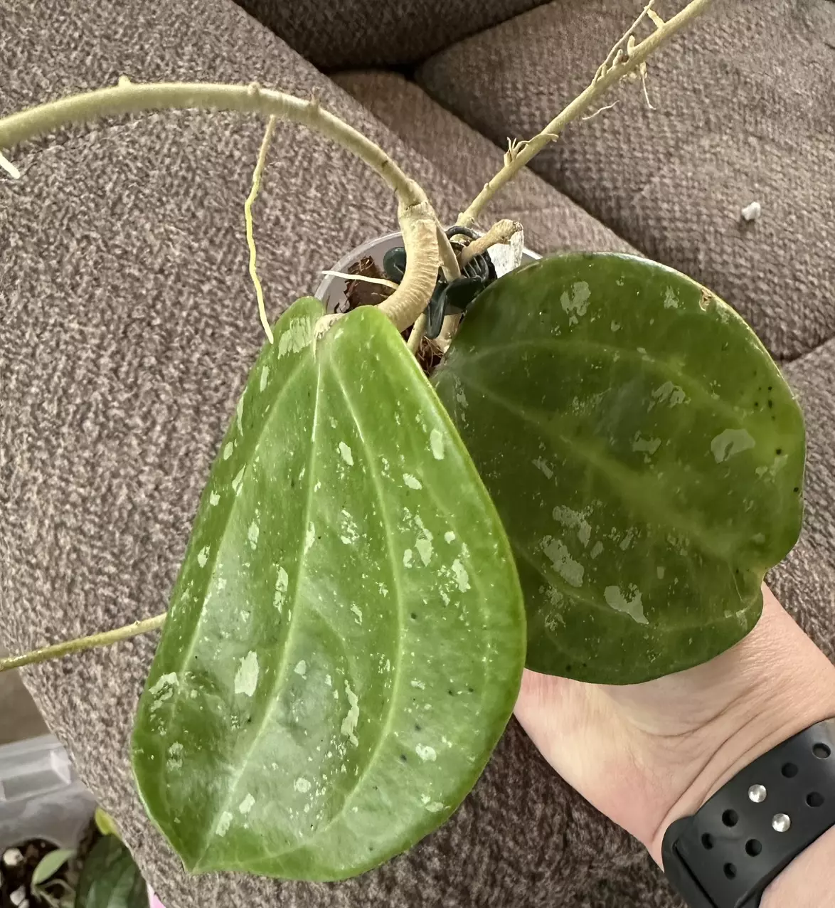 plant/Hoya latifolia fka Sarawak rooted cutting-1