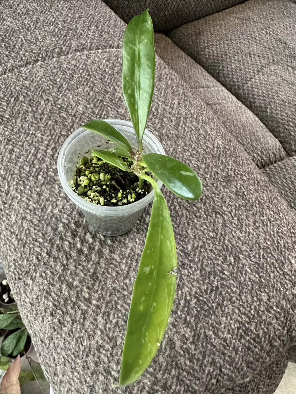 plant/Hoya Suluwesiana from stick-0