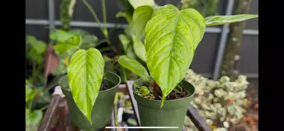 plant/FIRST EVER Philodendron malesevichiae | Exact pictured Bottom Right-2-thumbnail