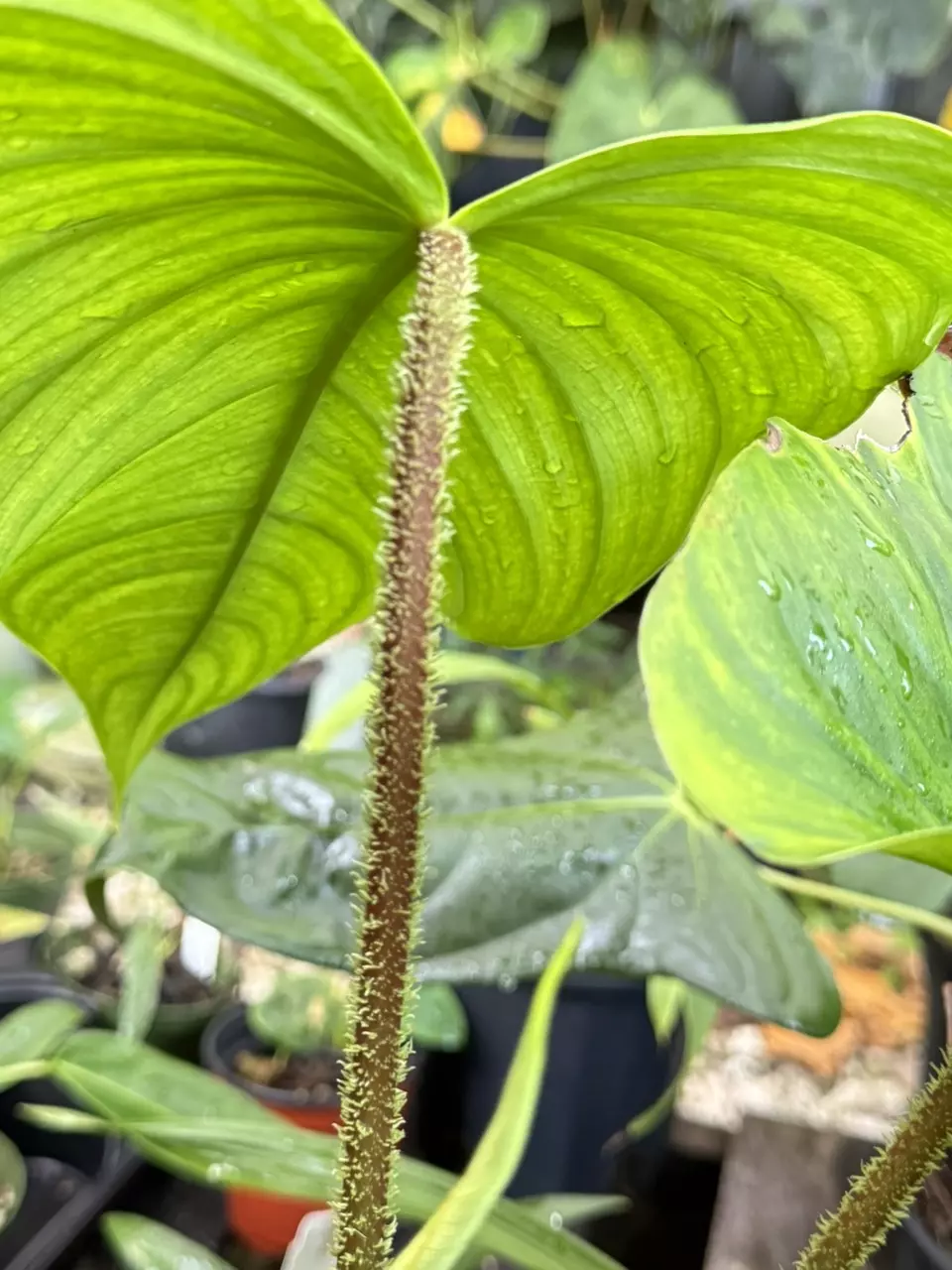 plant/FIRST EVER Philodendron malesevichiae | Exact pictured Bottom Right-1