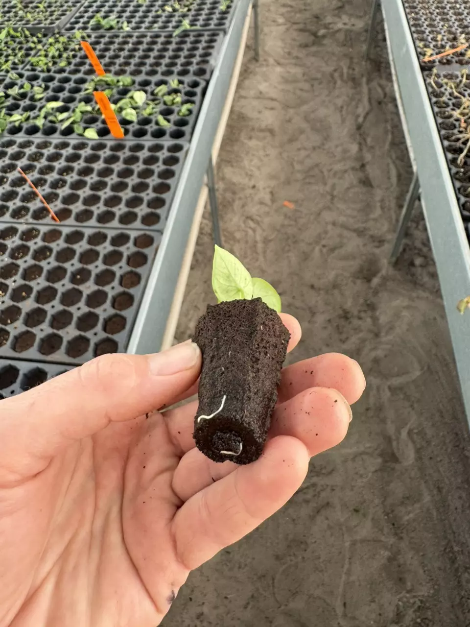 plant/Alocasia Lukiwan starter plant growers choice-7