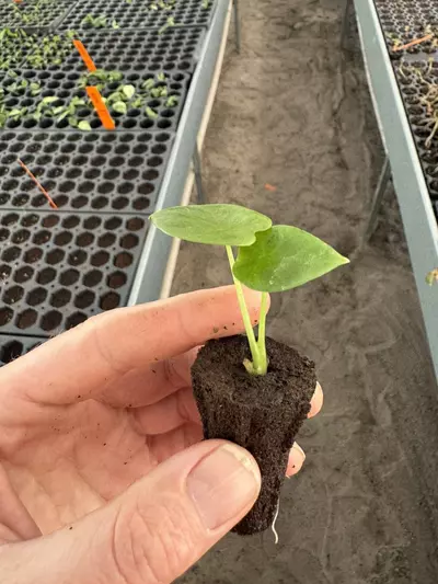 plant/Alocasia Lukiwan starter plant growers choice-5-thumbnail