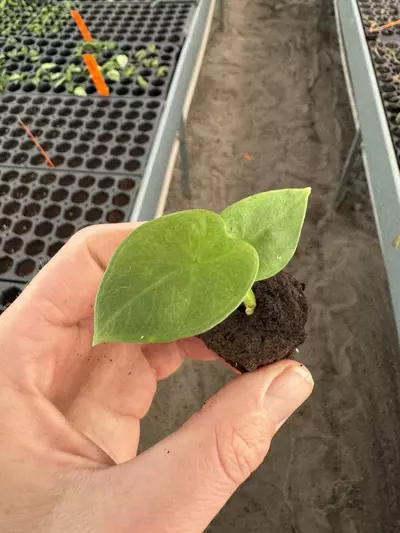 plant/Alocasia Lukiwan starter plant growers choice-2-thumbnail