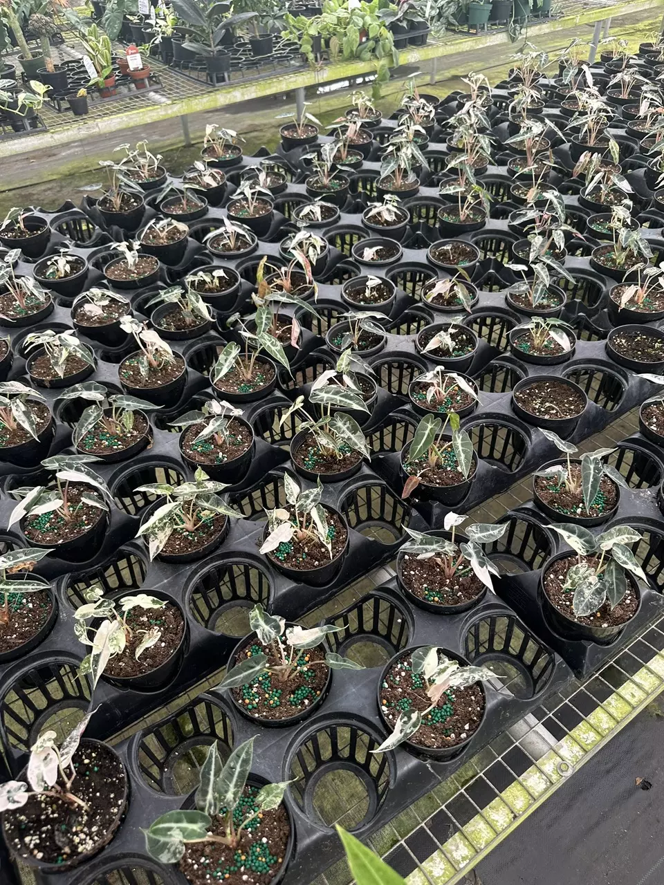 plant/Alocasia Bambino Special-0