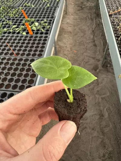 plant/Alocasia Lukiwan starter plant growers choice-4-thumbnail