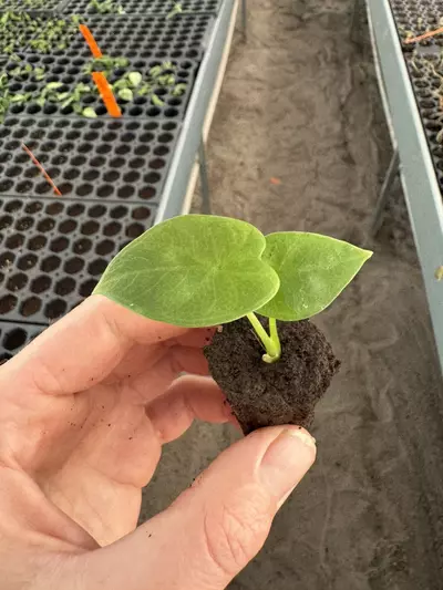 plant/Alocasia Lukiwan starter plant growers choice-3-thumbnail