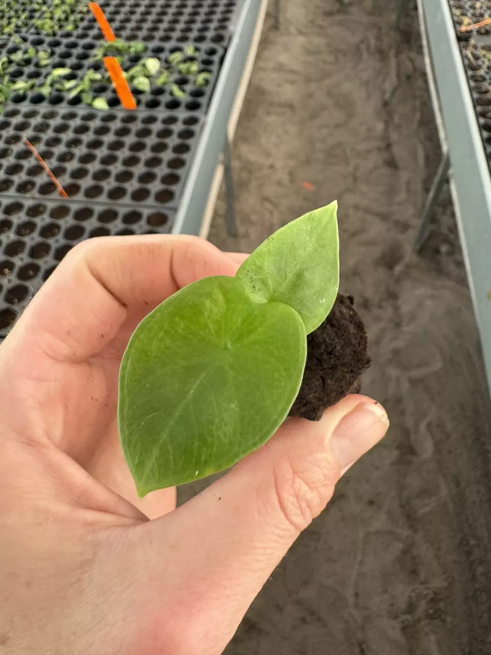 plant/Alocasia Lukiwan starter plant growers choice-1