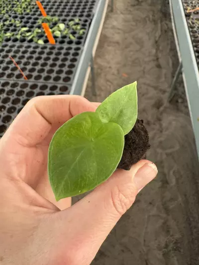 plant/Alocasia Lukiwan starter plant growers choice-1-thumbnail