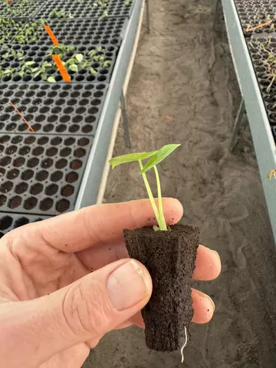 plant/Alocasia Lukiwan starter plant growers choice-6-thumbnail