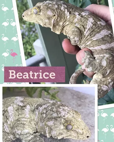 plant/PURE NUU ANA -F-0-thumbnail