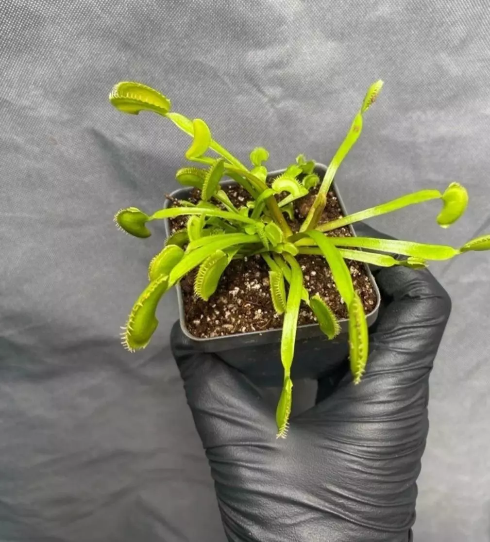 plant/Venus flytrap 'dente' sawtooth family-0