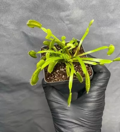 plant/Venus flytrap 'dente' sawtooth family-0-thumbnail