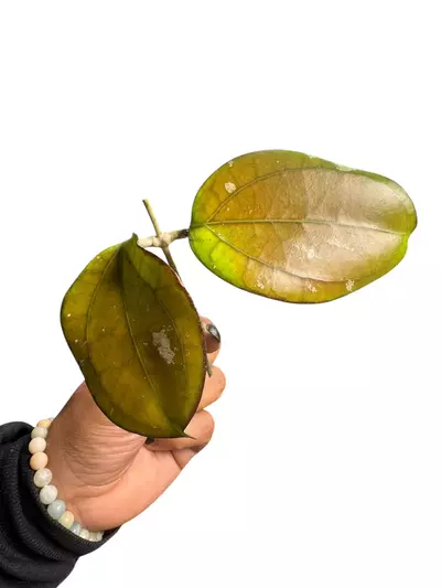 plant/Hoya Luckii-0-thumbnail