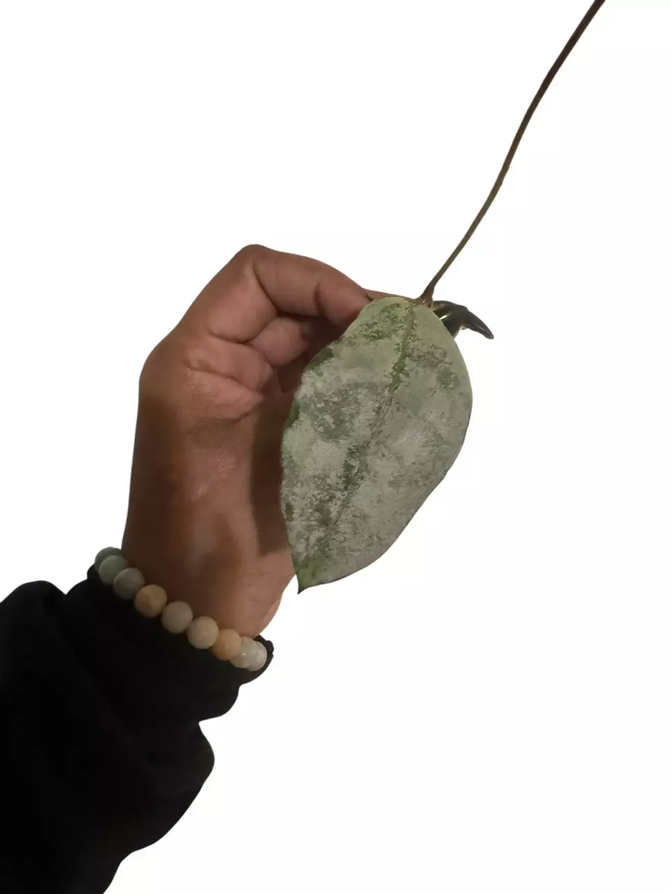 plant/Hoya Buntok Silver-0