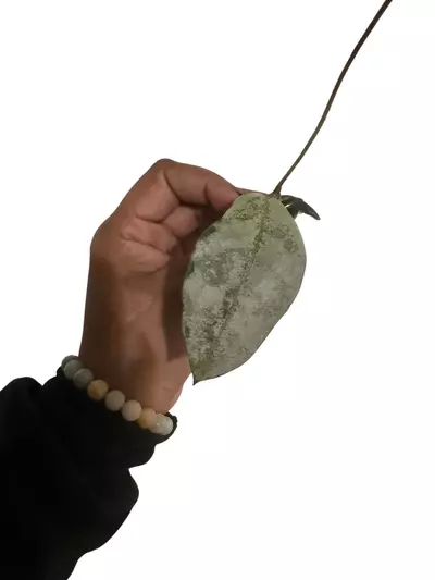 plant/Hoya Buntok Silver-0-thumbnail