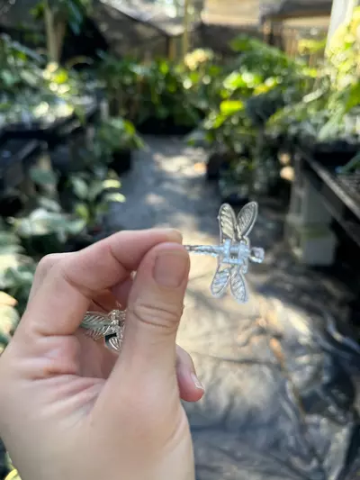 plant/ADD ON ONLY Dragonfly clips-1-thumbnail