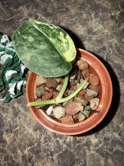 plant/Scindapsus Halimoon-3-thumbnail