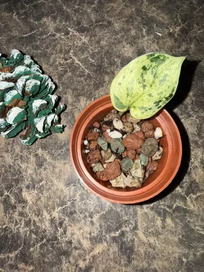 plant/Scindapsus Halimoon-0-thumbnail