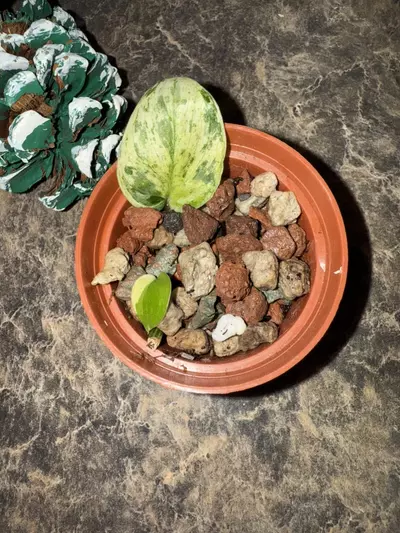 plant/Scindapsus Halimoon-2-thumbnail