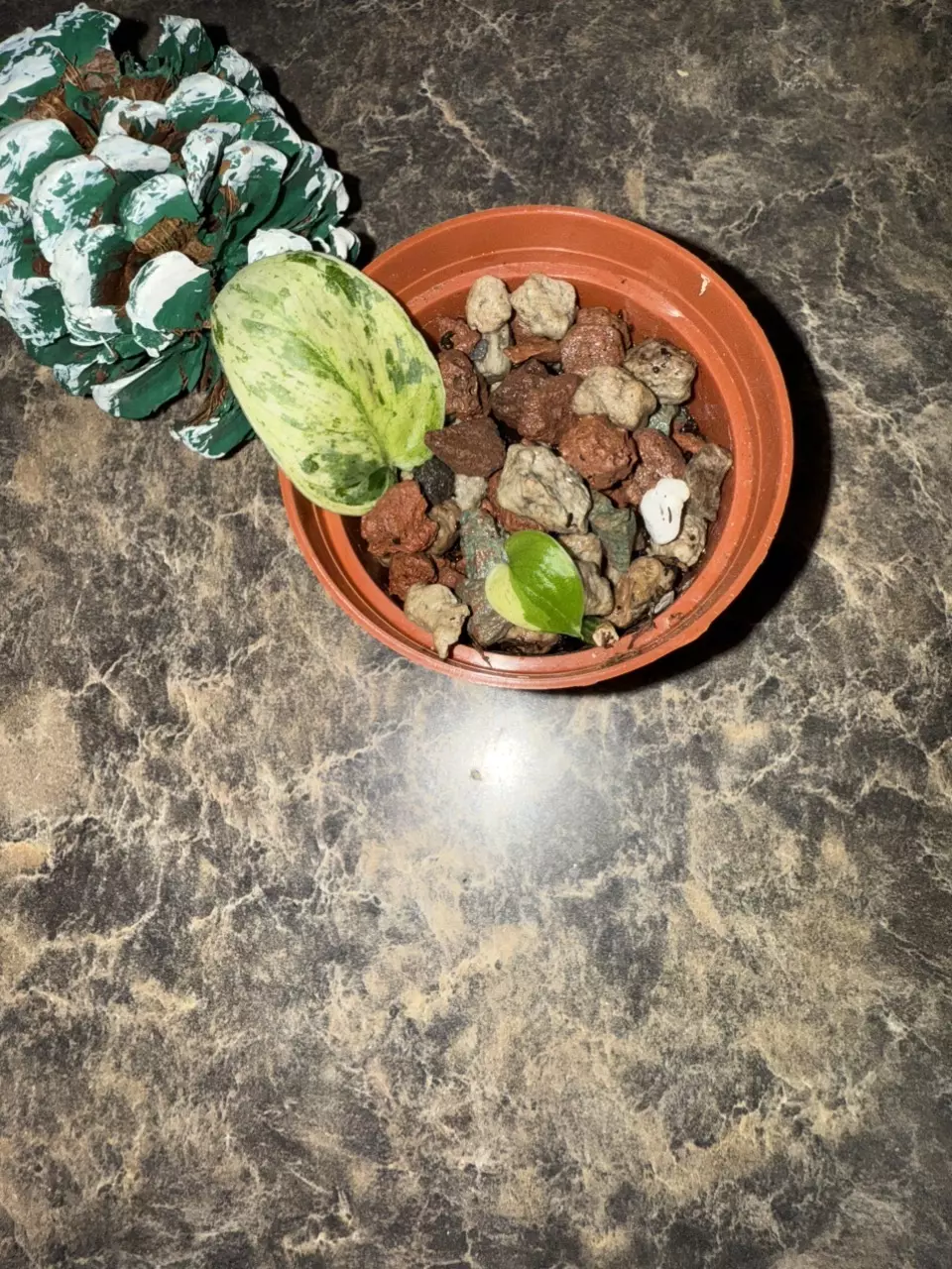 plant/Scindapsus Halimoon-5