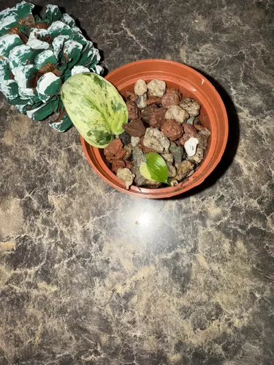 plant/Scindapsus Halimoon-5-thumbnail