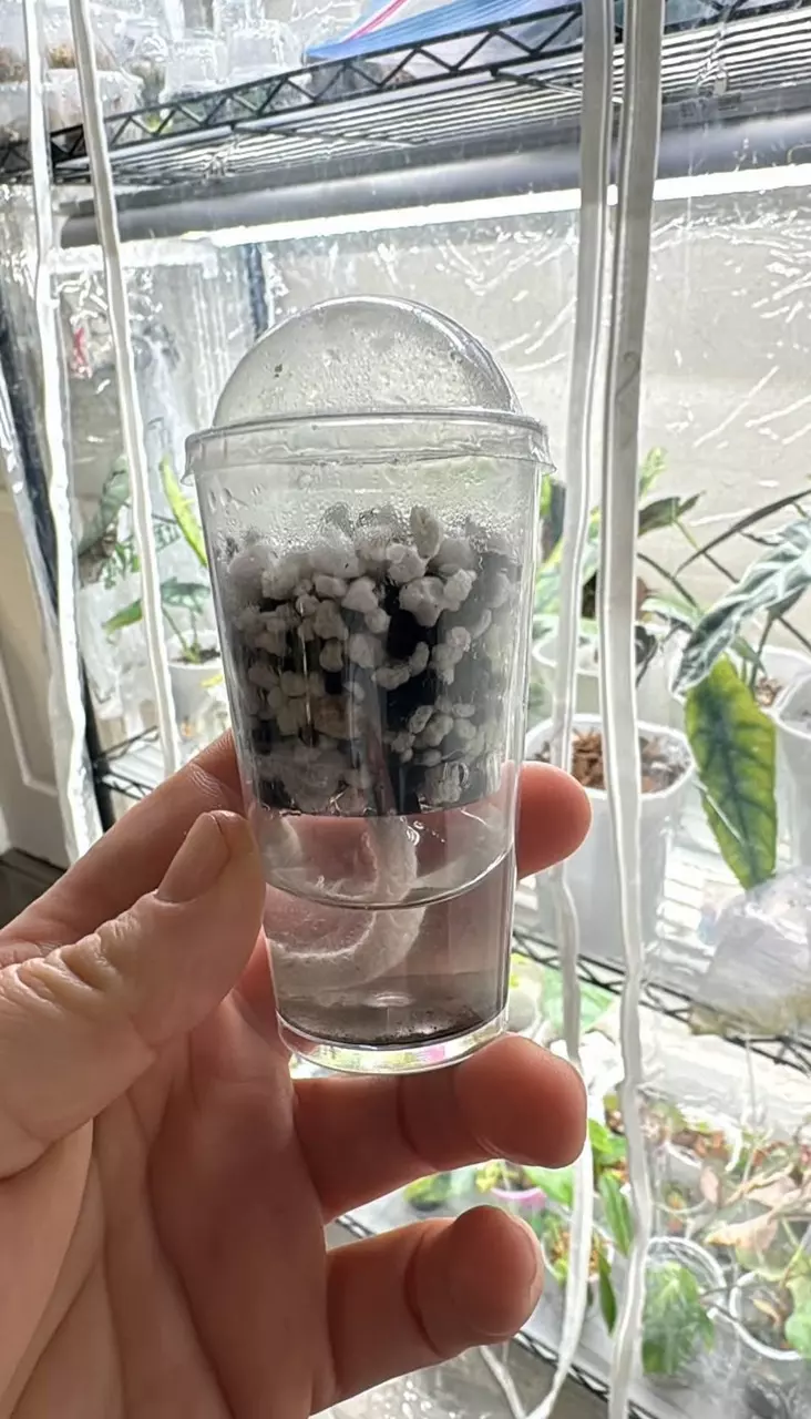 plant/Corm cups! Set of 20-0