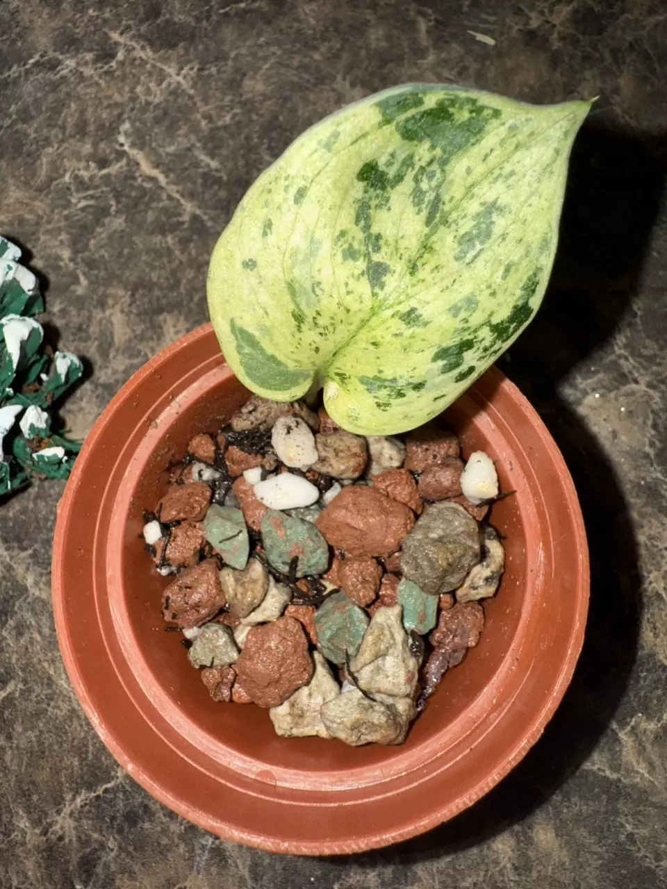 plant/Scindapsus Halimoon-1