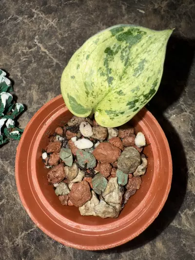 plant/Scindapsus Halimoon-1-thumbnail