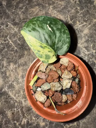 plant/Scindapsus Halimoon-4-thumbnail