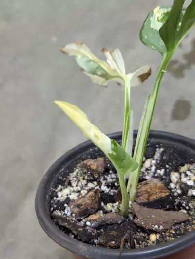 plant/Variegated monstera adansonii albo-1-thumbnail