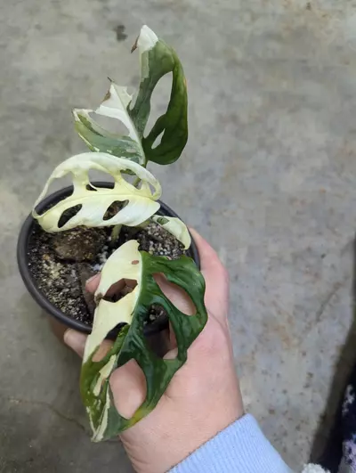 plant/variegated monstera adansonii albo-3-thumbnail