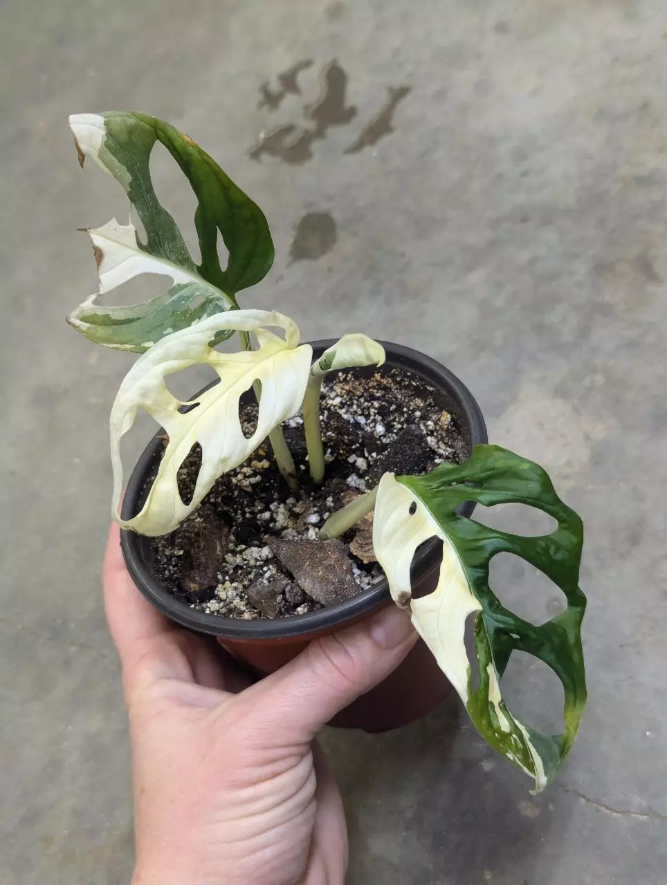 plant/variegated monstera adansonii albo-0