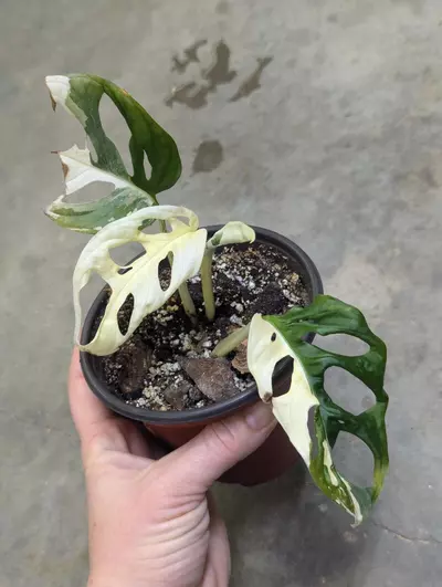 plant/variegated monstera adansonii albo-0-thumbnail