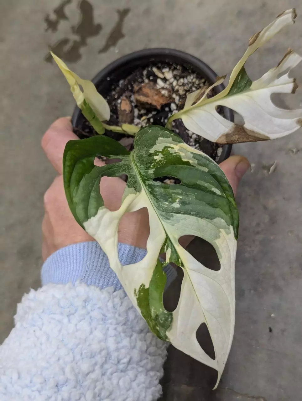 plant/Variegated monstera adansonii albo-0