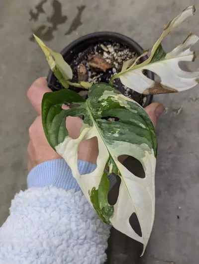 plant/Variegated monstera adansonii albo-0-thumbnail
