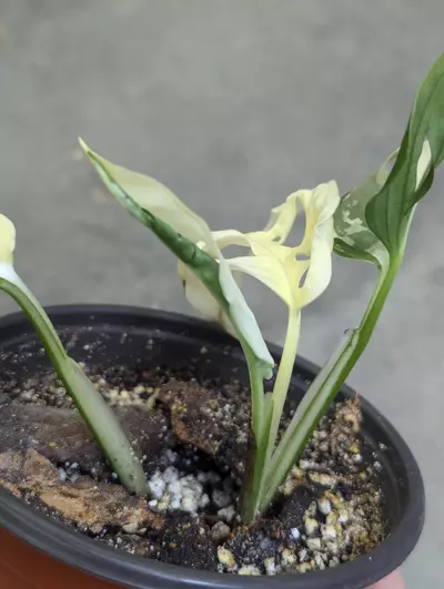 plant/variegated monstera adansonii albo-2-thumbnail