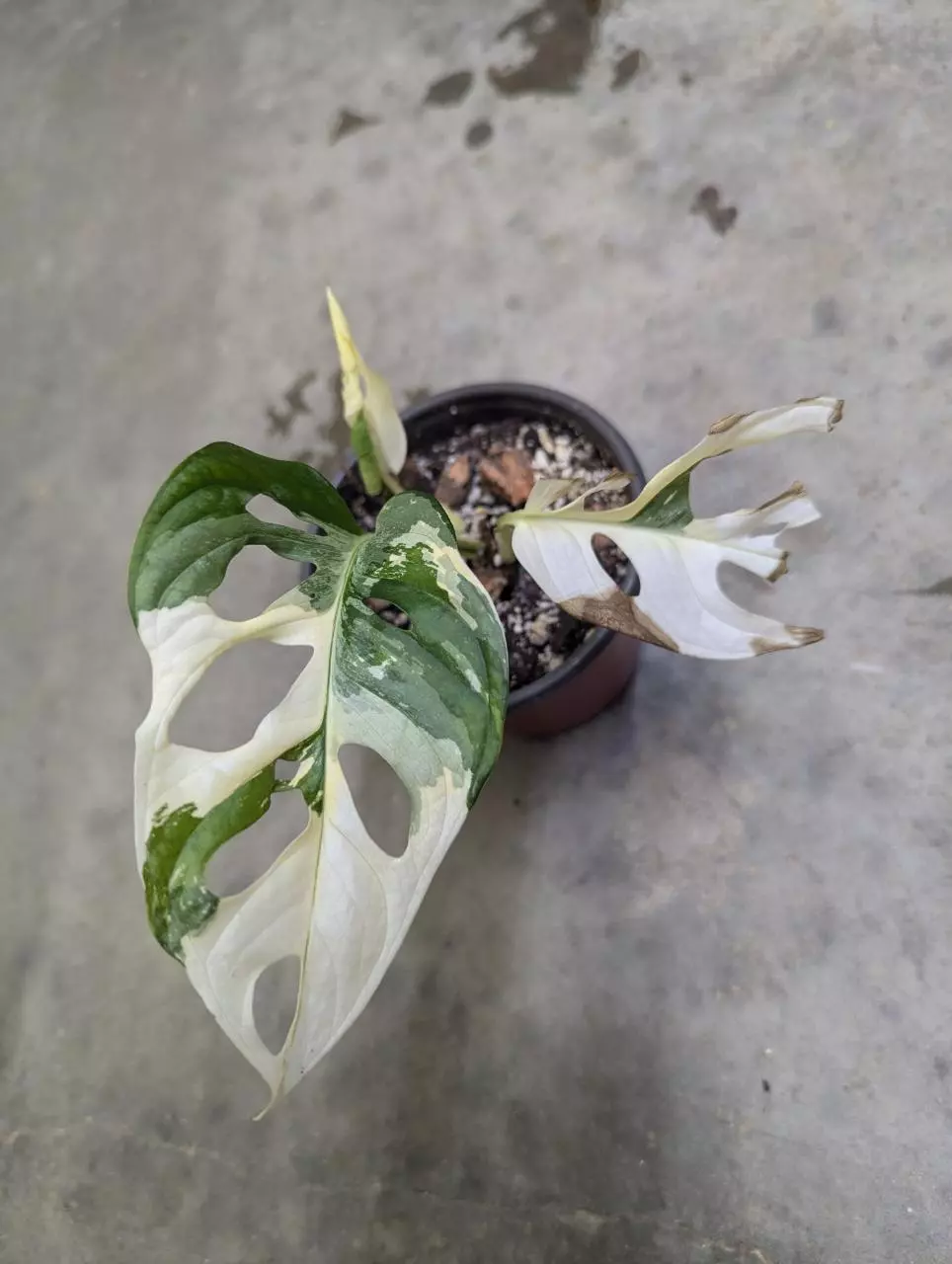 plant/Variegated monstera adansonii albo-2