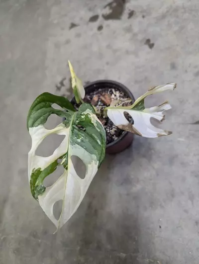 plant/Variegated monstera adansonii albo-2-thumbnail