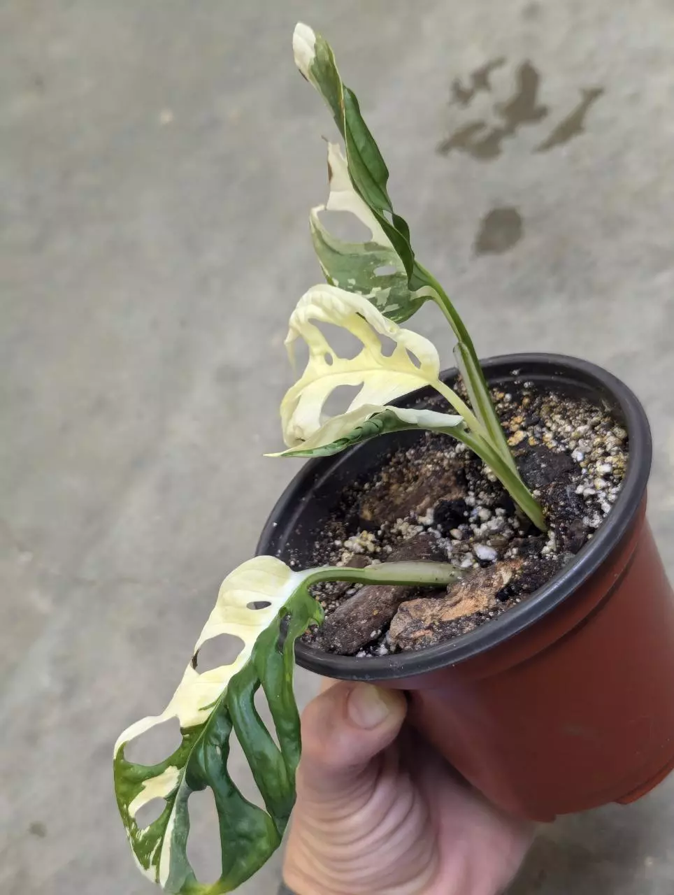 plant/variegated monstera adansonii albo-1