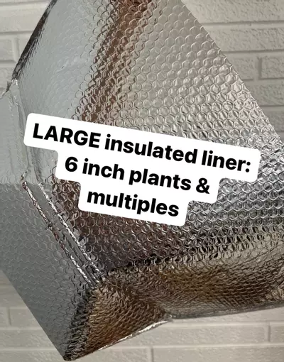 plant/Insulated Liner, large — 6 inch plants (+) PLEASE READ DESCRIPTION-0-thumbnail