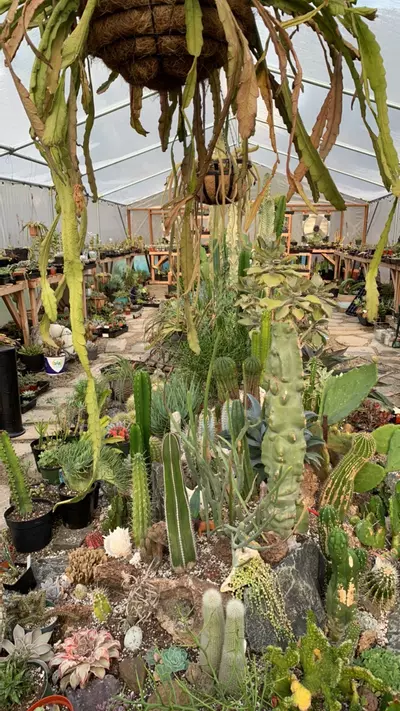 plant/$50 Succulent Surprise Box-0-thumbnail