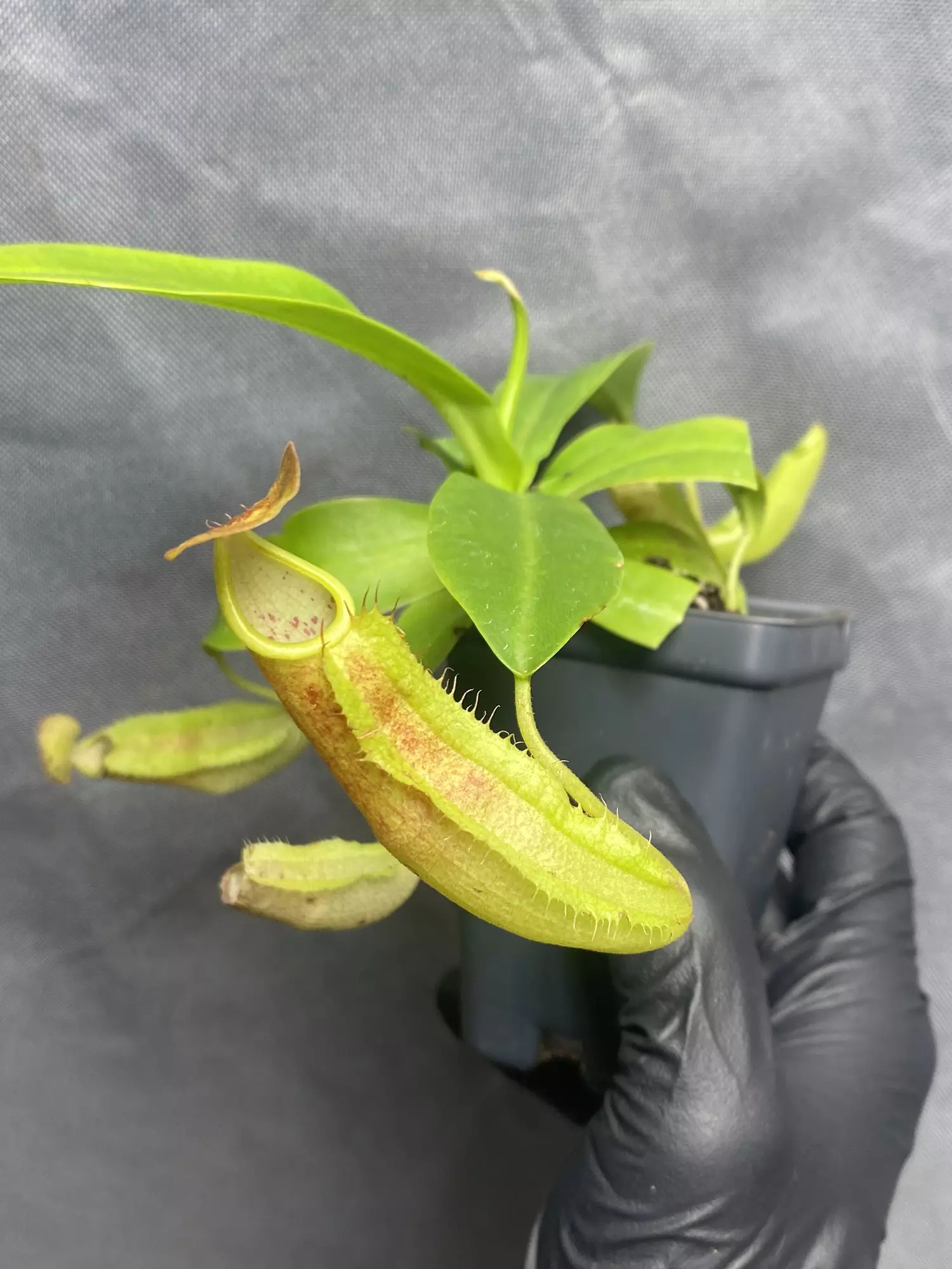 plant/Nepenthes sanguinea pitcher plant carnivorous plant-2