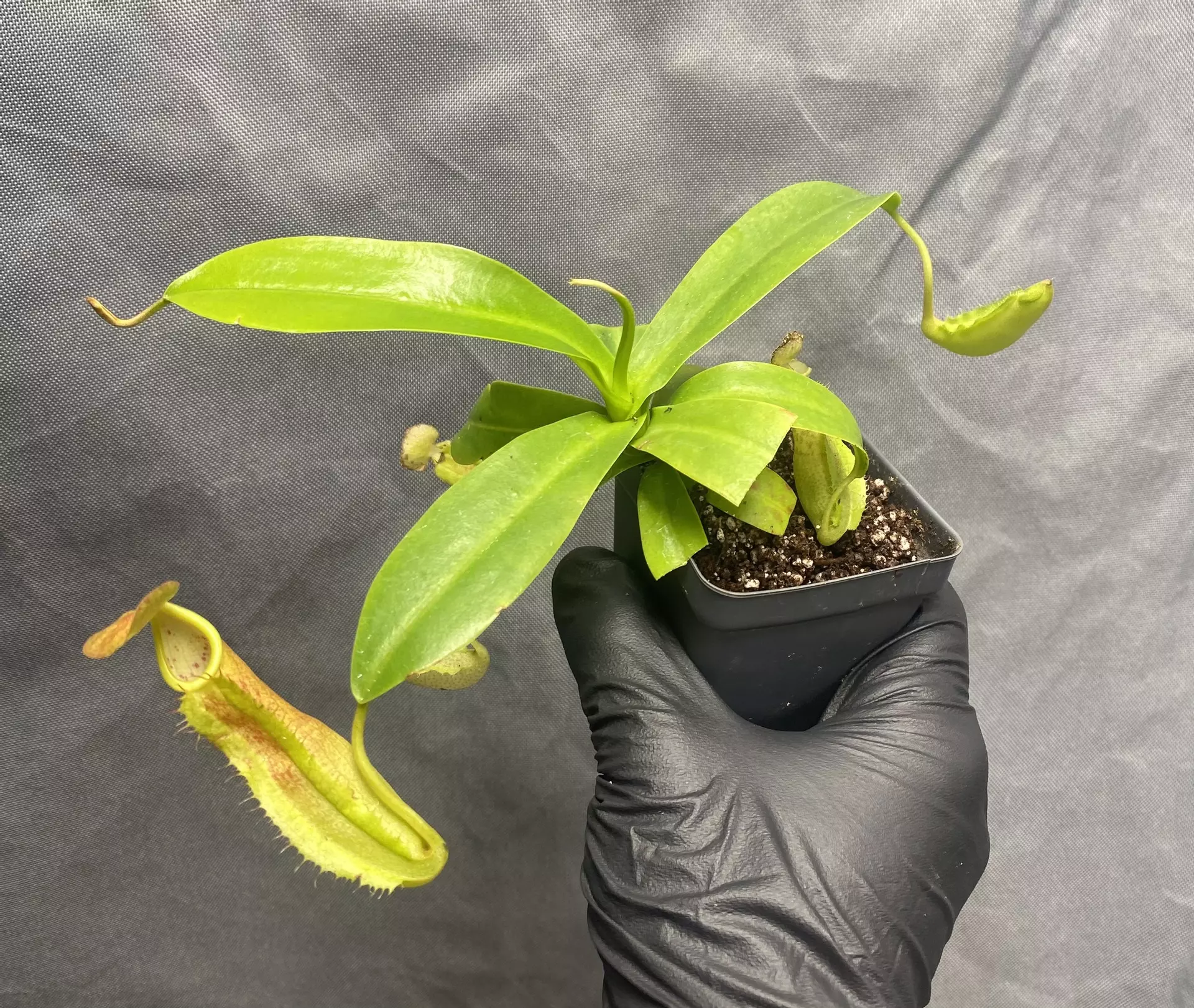 plant/Nepenthes sanguinea pitcher plant carnivorous plant-1