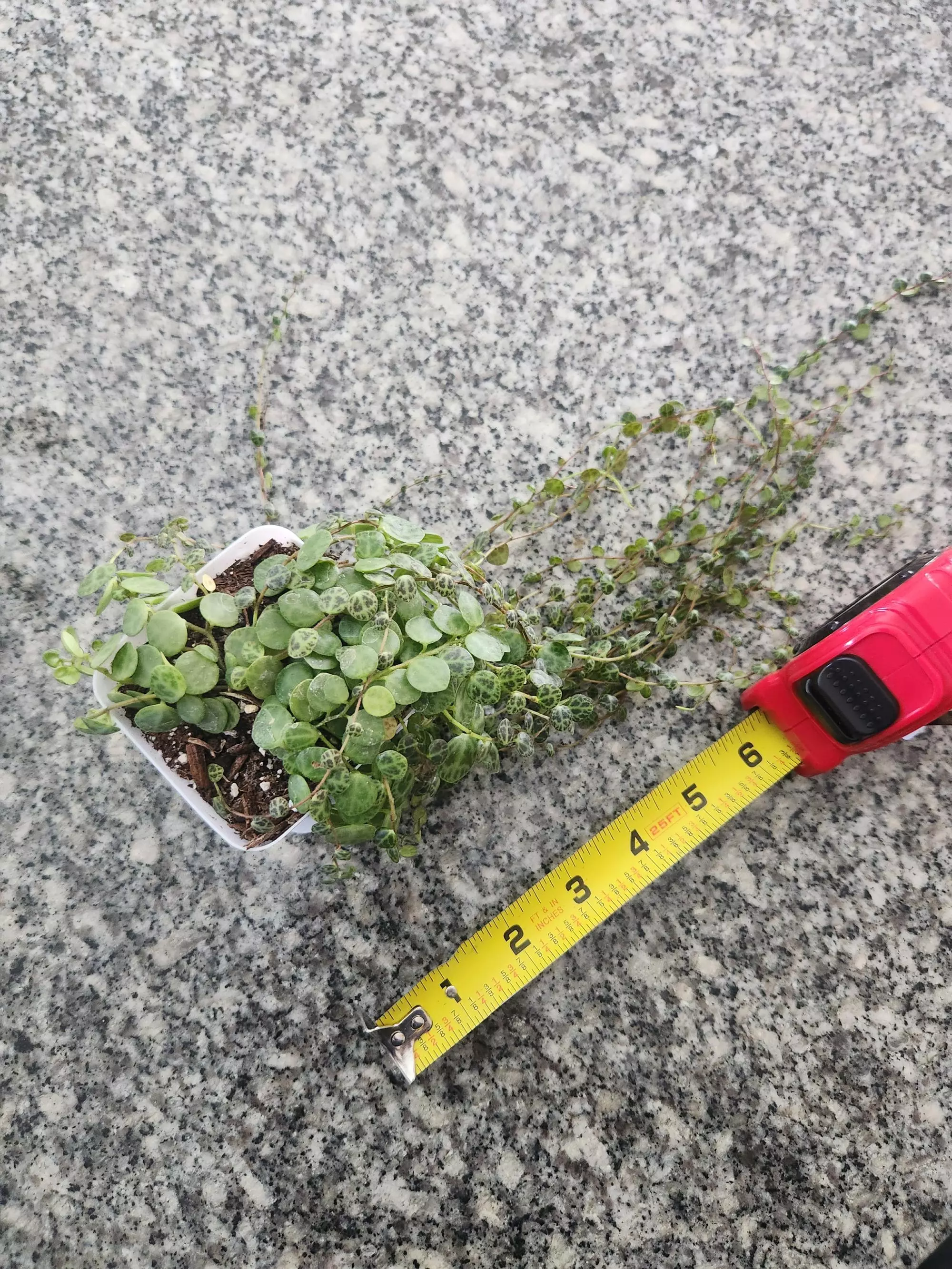 plant/String of turtles starter-1