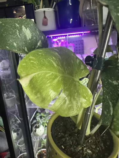 plant/Thai Con-0-thumbnail