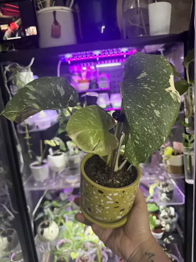 plant/Thai Con-1-thumbnail